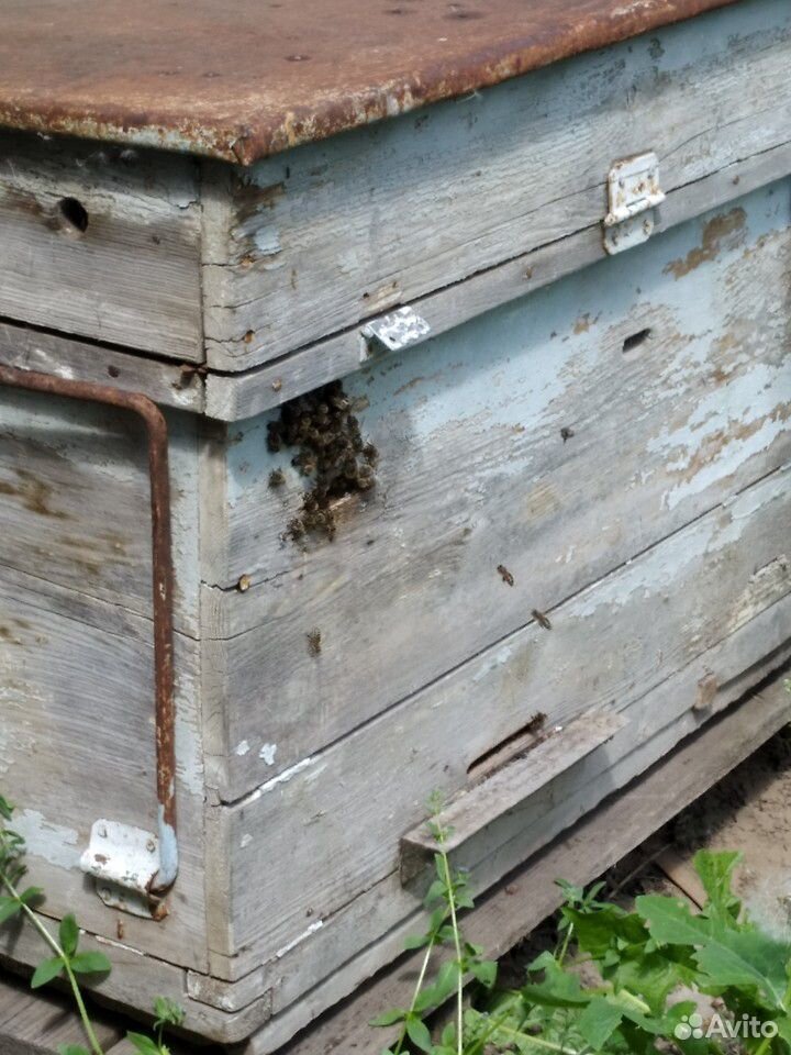 Пчелы семьи с ульями купить на Зозу.ру - фотография № 2