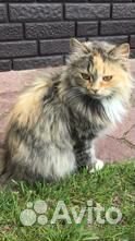 Красавица кошка купить на Зозу.ру - фотография № 3