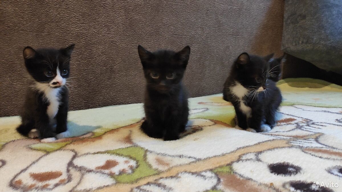 Котята смешанные чёрно-белые и чёрные от британско купить на Зозу.ру - фотография № 3