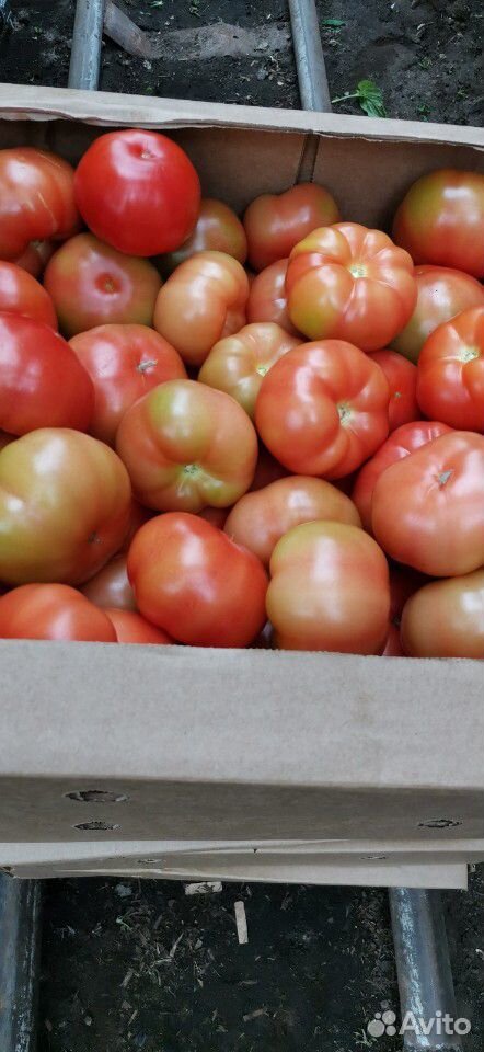 Томаты, помидоры купить на Зозу.ру - фотография № 1