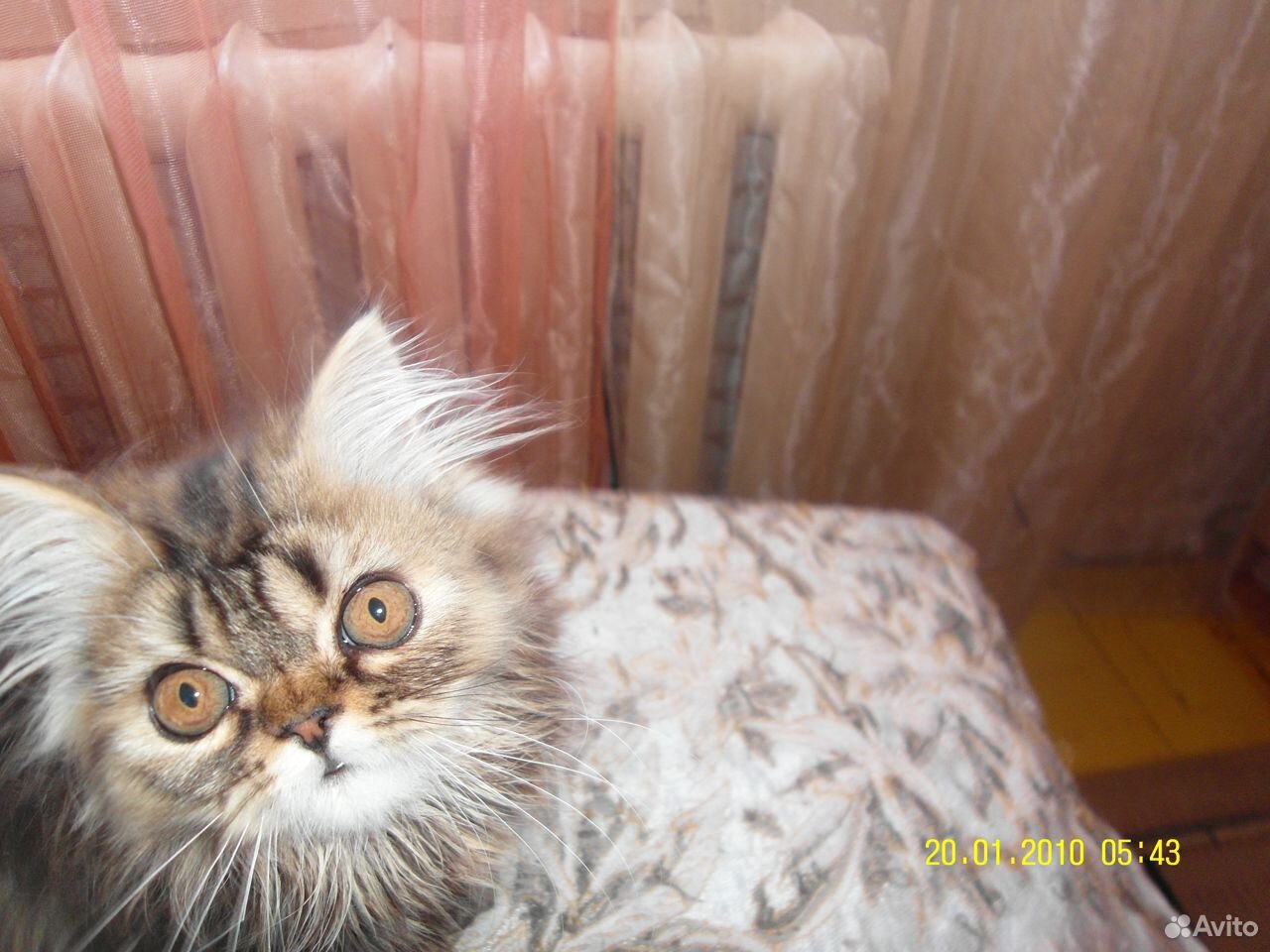 Продам персидских котят купить на Зозу.ру - фотография № 8