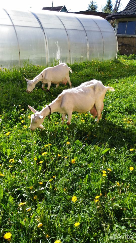 Высокоудойная коза купить на Зозу.ру - фотография № 3