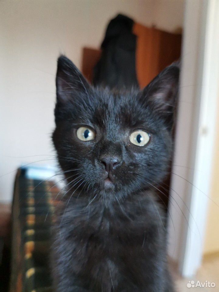 Чёрный котенок девочка купить на Зозу.ру - фотография № 3