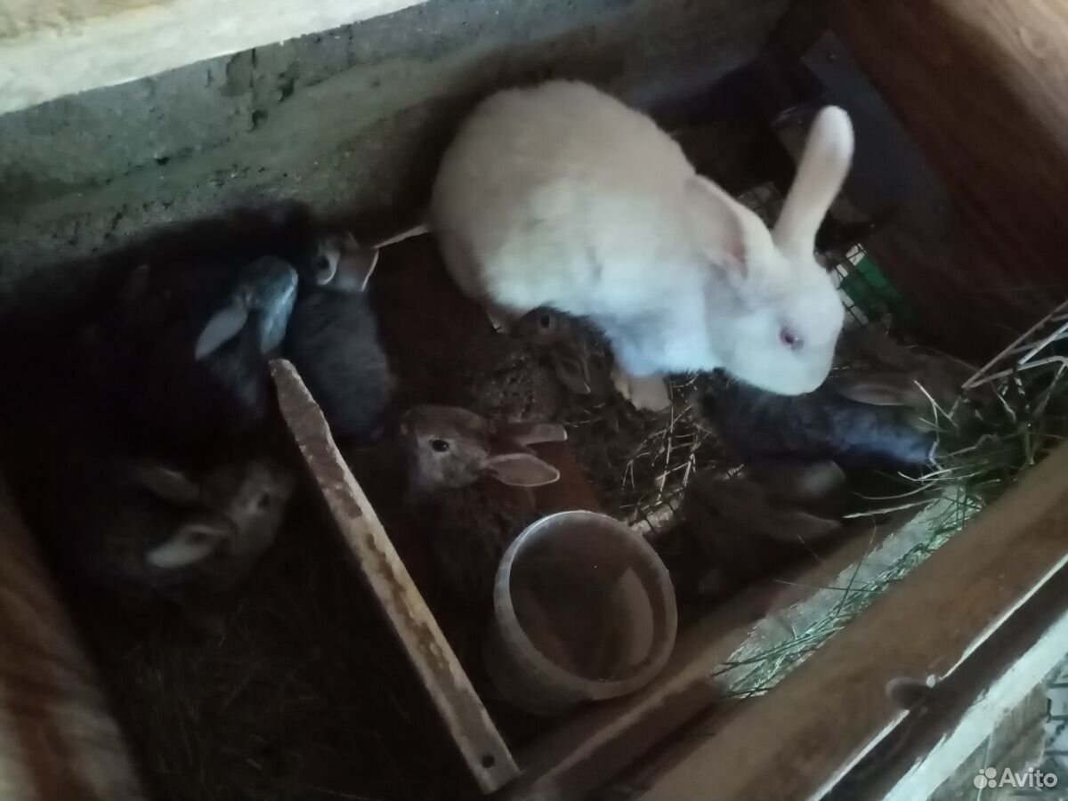 Кролики крольчата купить на Зозу.ру - фотография № 3