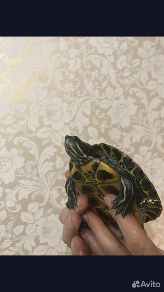 Черепахи купить на Зозу.ру - фотография № 3