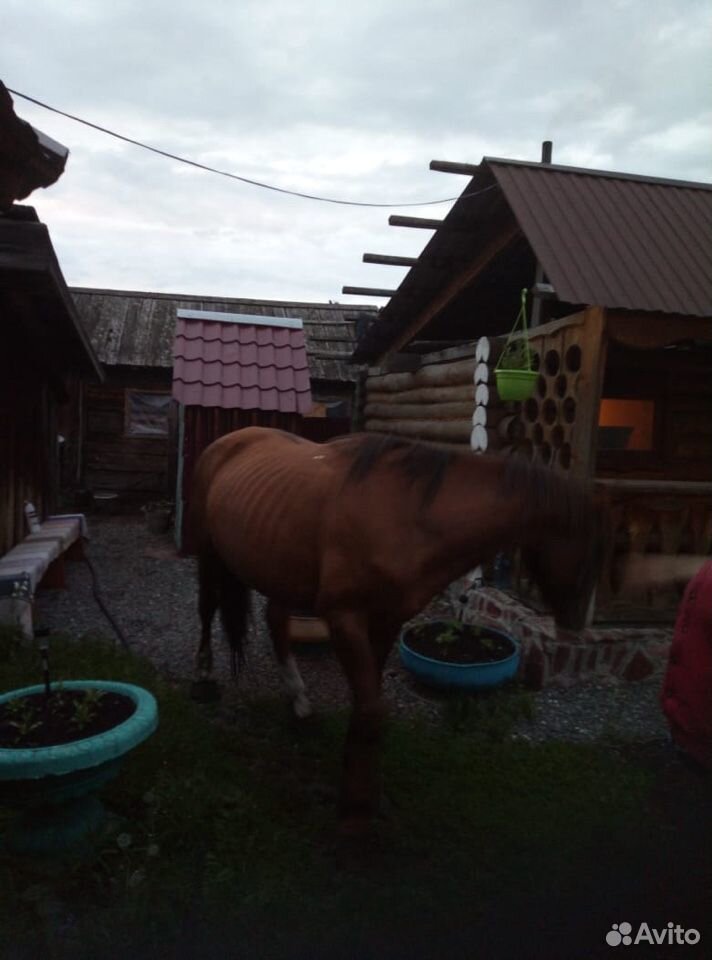 Рабочая лошадь купить на Зозу.ру - фотография № 2