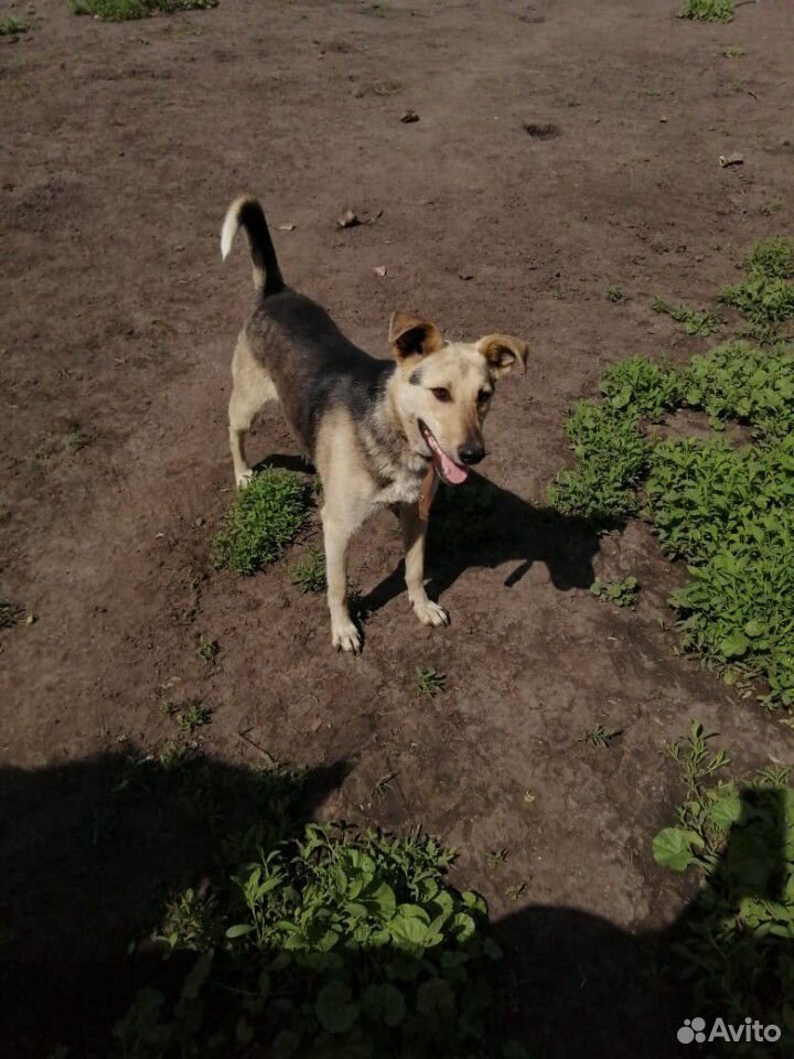 Молодая собака Ника,стерилизована купить на Зозу.ру - фотография № 2