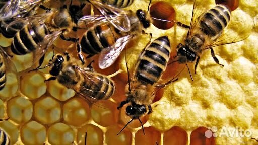 Рои пчёл купить на Зозу.ру - фотография № 1