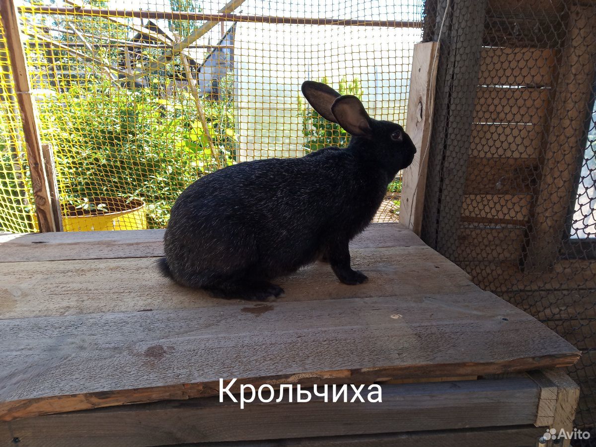 Кролики Полтавское серебро купить на Зозу.ру - фотография № 2