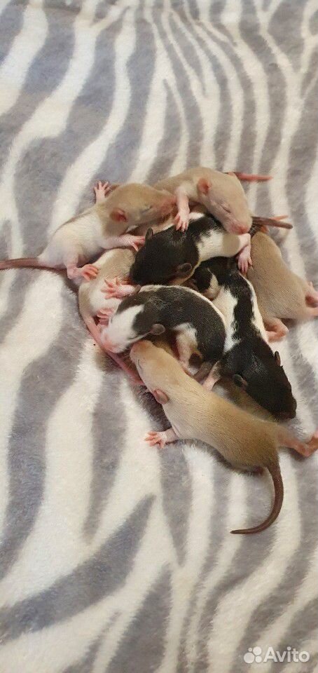Крысята крыса крыски купить на Зозу.ру - фотография № 1