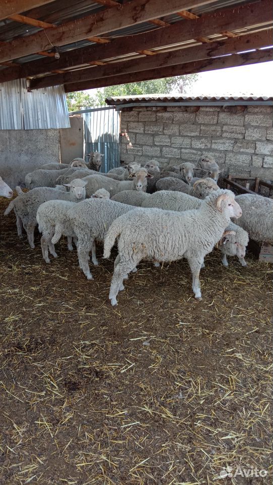 Продам овец матки купить на Зозу.ру - фотография № 1