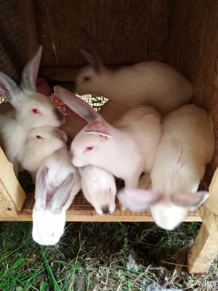 Кролики безпородные купить на Зозу.ру - фотография № 5