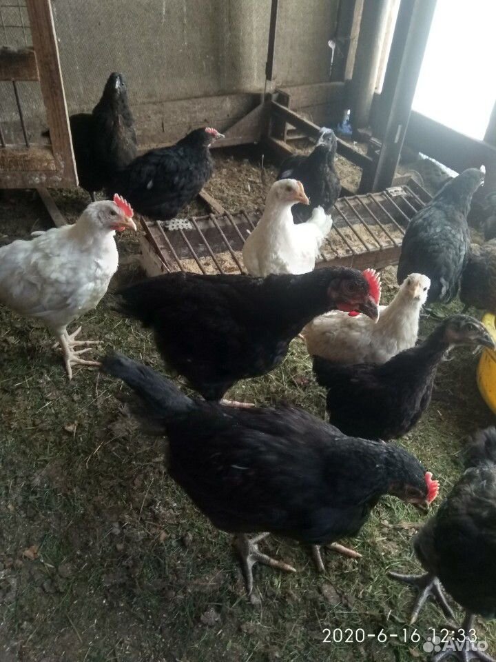 Цыплята от домашних кур купить на Зозу.ру - фотография № 2