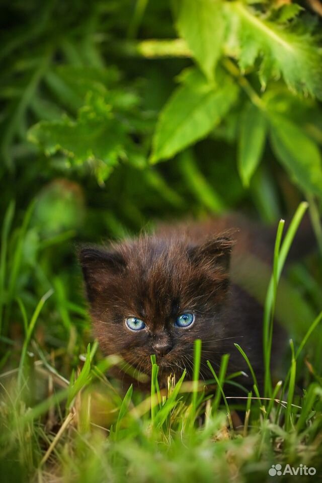 Сибирские котята купить на Зозу.ру - фотография № 2