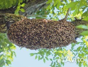 Пчелы. Рой купить на Зозу.ру - фотография № 1