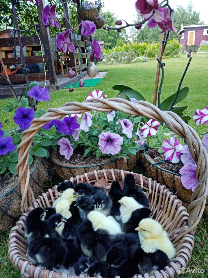 Цыплята, яйца инкубационные, петухи на племя купить на Зозу.ру - фотография № 1