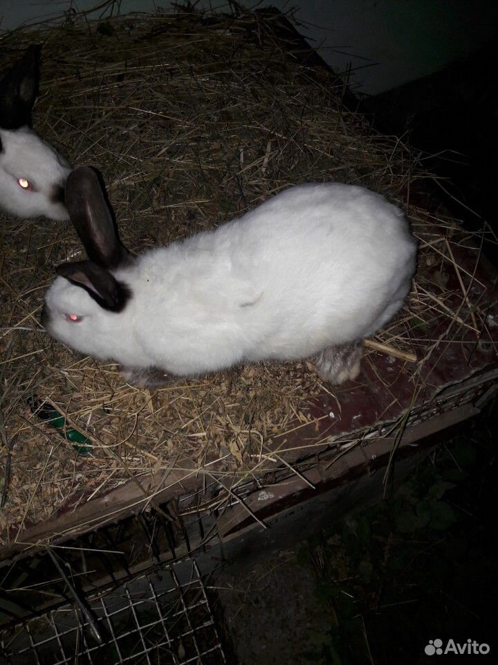 Кролик самцы купить на Зозу.ру - фотография № 3