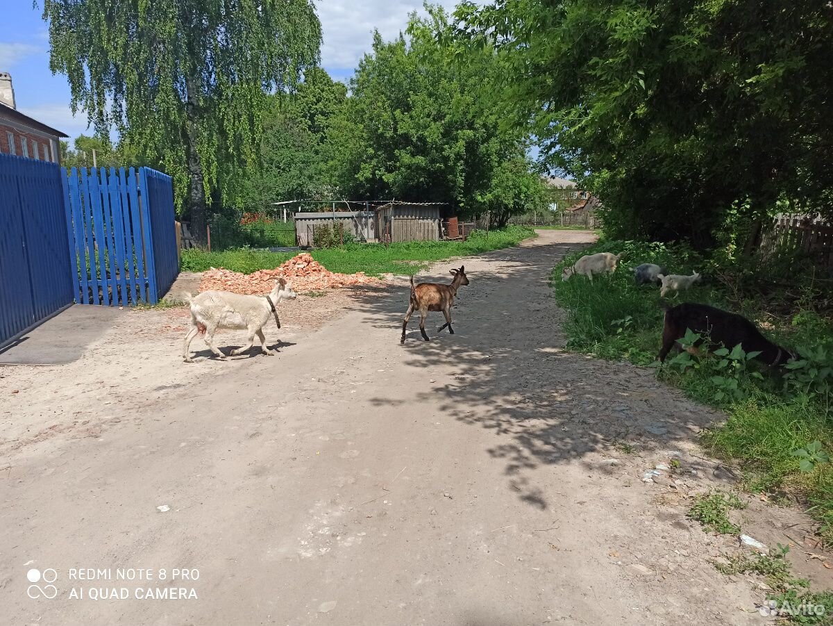 Дойные козы продам купить на Зозу.ру - фотография № 5