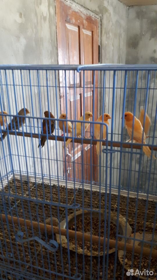 Попугаи певчие какарики кенари купить на Зозу.ру - фотография № 10
