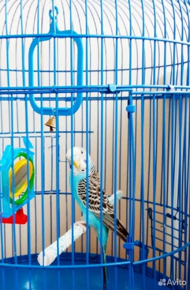 Продам попугая с клеткой купить на Зозу.ру - фотография № 2