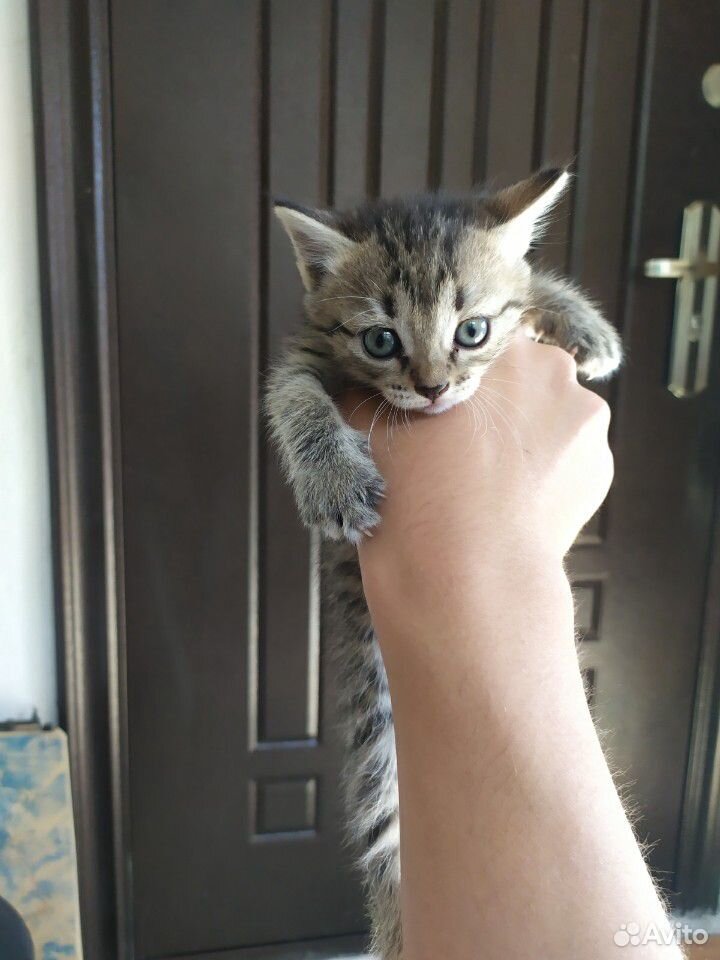 Кошечка купить на Зозу.ру - фотография № 3