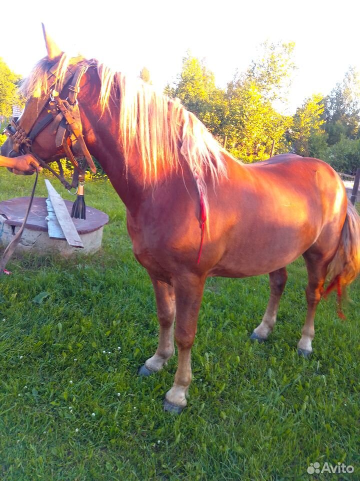 Продаю лошадь купить на Зозу.ру - фотография № 2