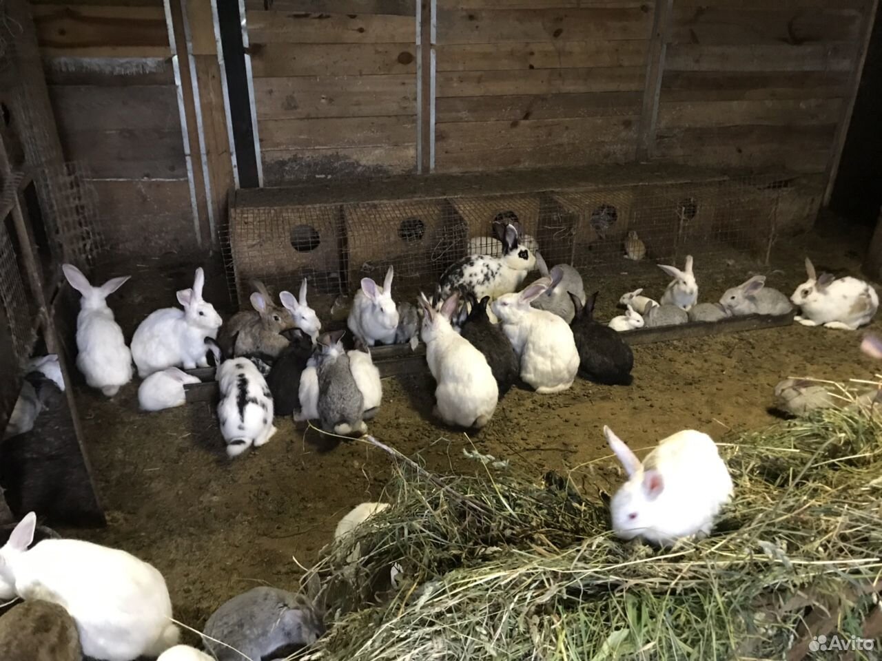 Кролики мясных пород купить на Зозу.ру - фотография № 1