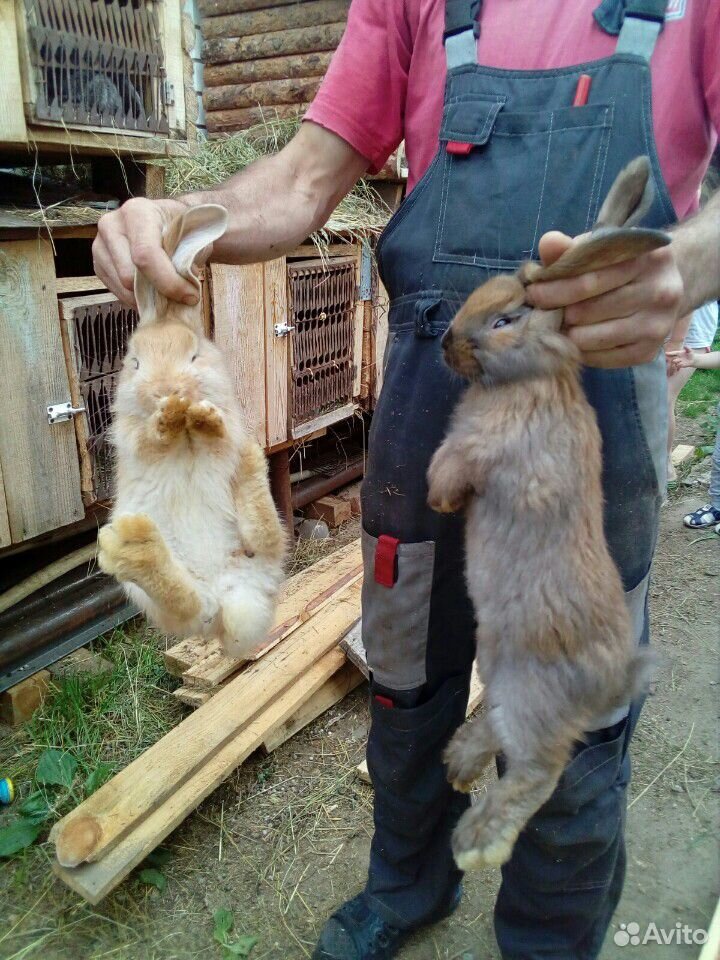 Продам крольчат купить на Зозу.ру - фотография № 2