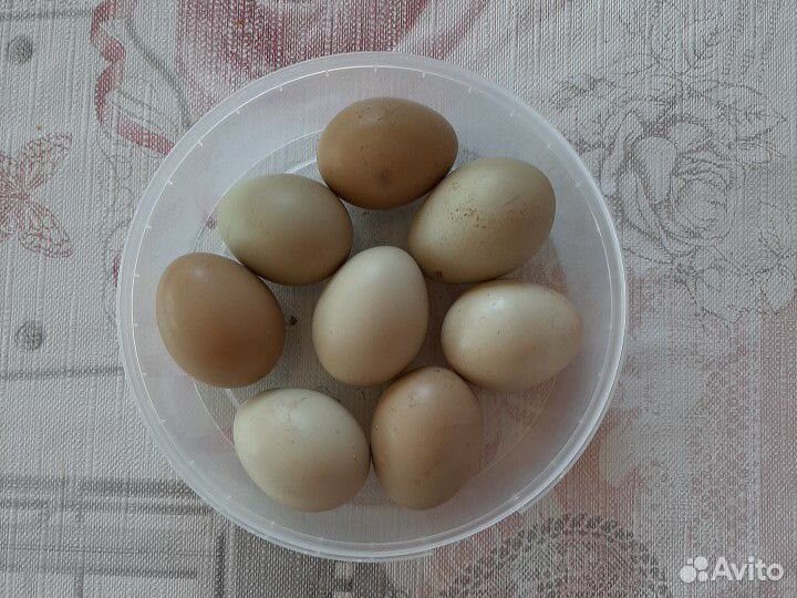Инкубационное яйцо фазанов купить на Зозу.ру - фотография № 1