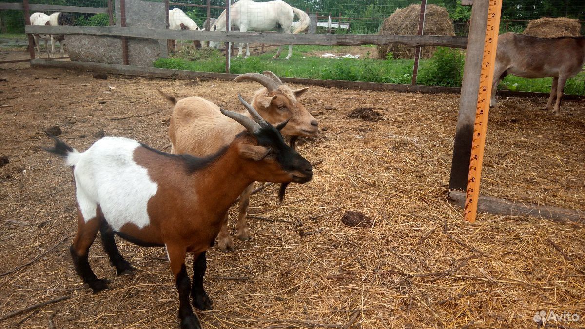 Камирунские козы купить на Зозу.ру - фотография № 2