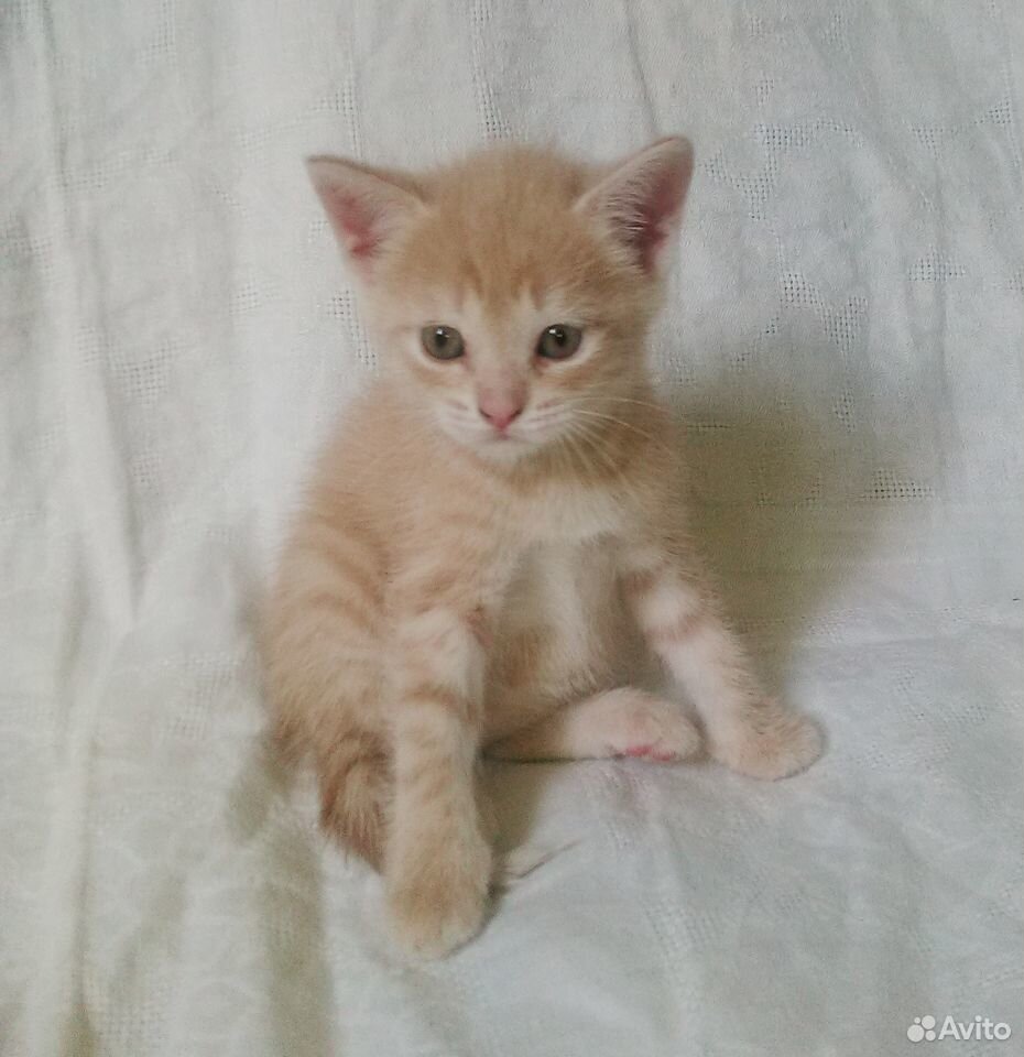 Котенок Варя в заботливые руки (1,5 месяца) купить на Зозу.ру - фотография № 3