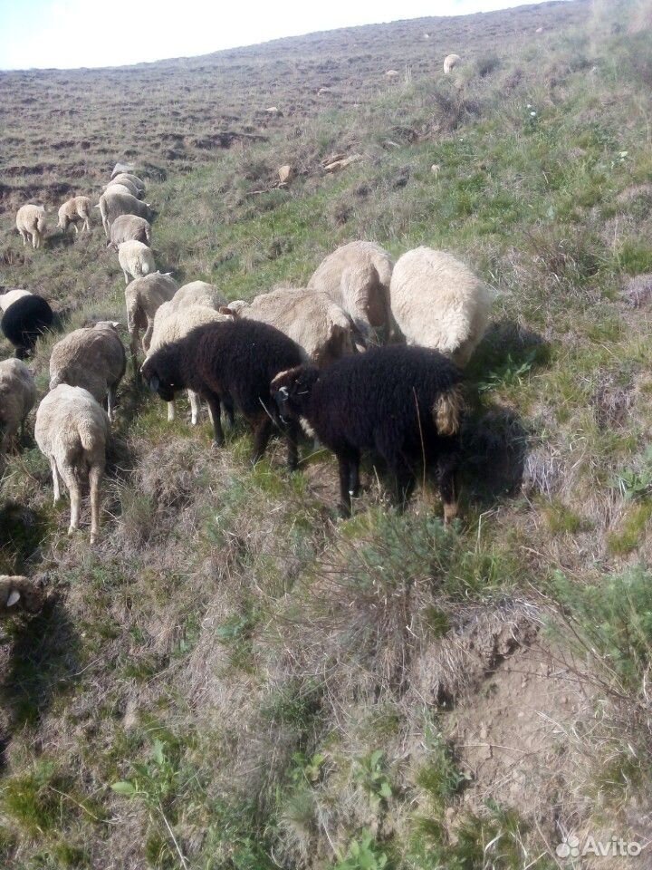 Овцы качкари ярки акот февраль март купить на Зозу.ру - фотография № 9