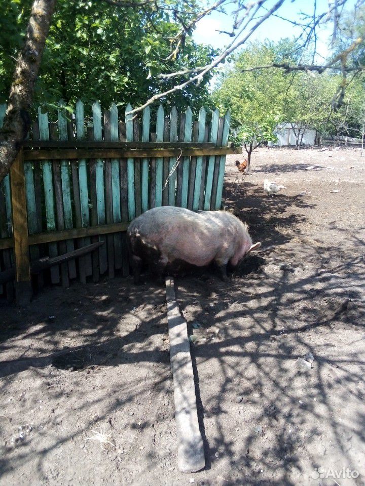 Продам 2 покрытые свиноматки купить на Зозу.ру - фотография № 3