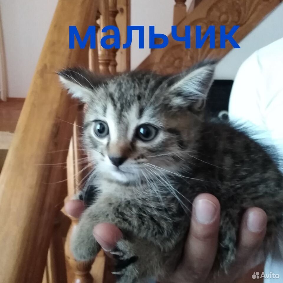 Котята-чертята в добрые руки купить на Зозу.ру - фотография № 2