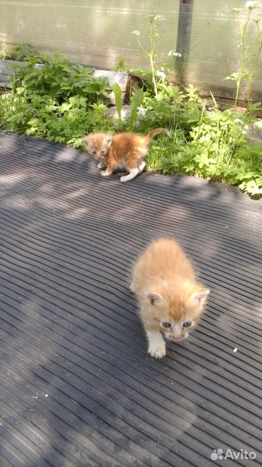Котята, остались без мамы, ищут свой дом купить на Зозу.ру - фотография № 3