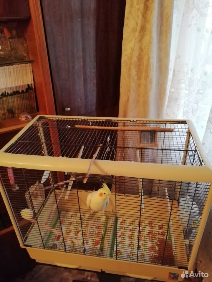 Попугай "Карелла" + Клетка для птицы купить на Зозу.ру - фотография № 4