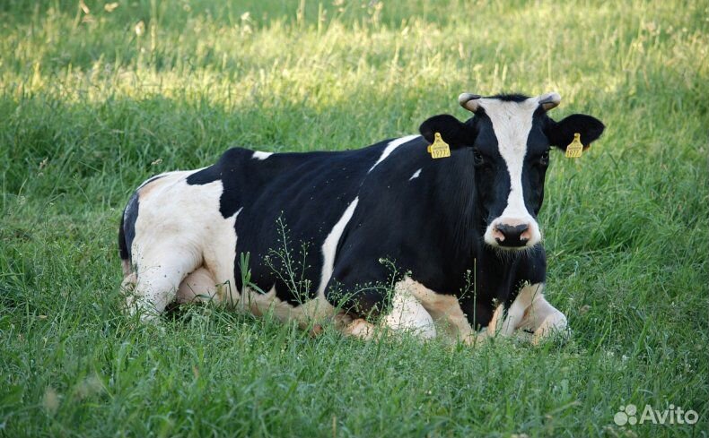 Продам тельных коров купить на Зозу.ру - фотография № 1