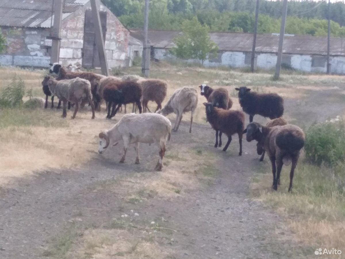 Продам овечек с ягнятами купить на Зозу.ру - фотография № 1