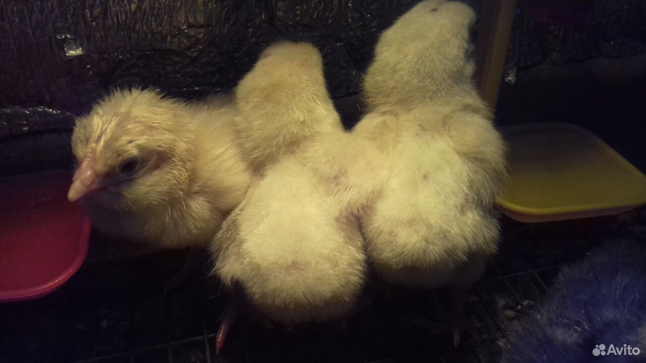 Цыплята от Несушки (С Под наседки ) купить на Зозу.ру - фотография № 5