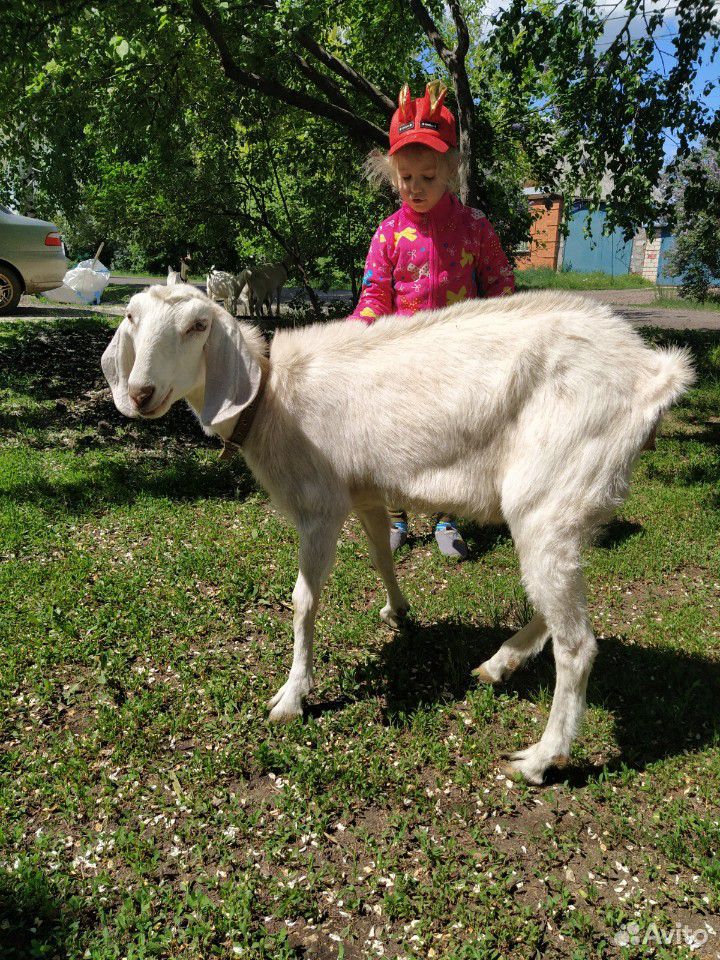 Козел производитель, коза купить на Зозу.ру - фотография № 5