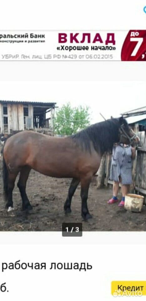 Две лошади на продажу купить на Зозу.ру - фотография № 4