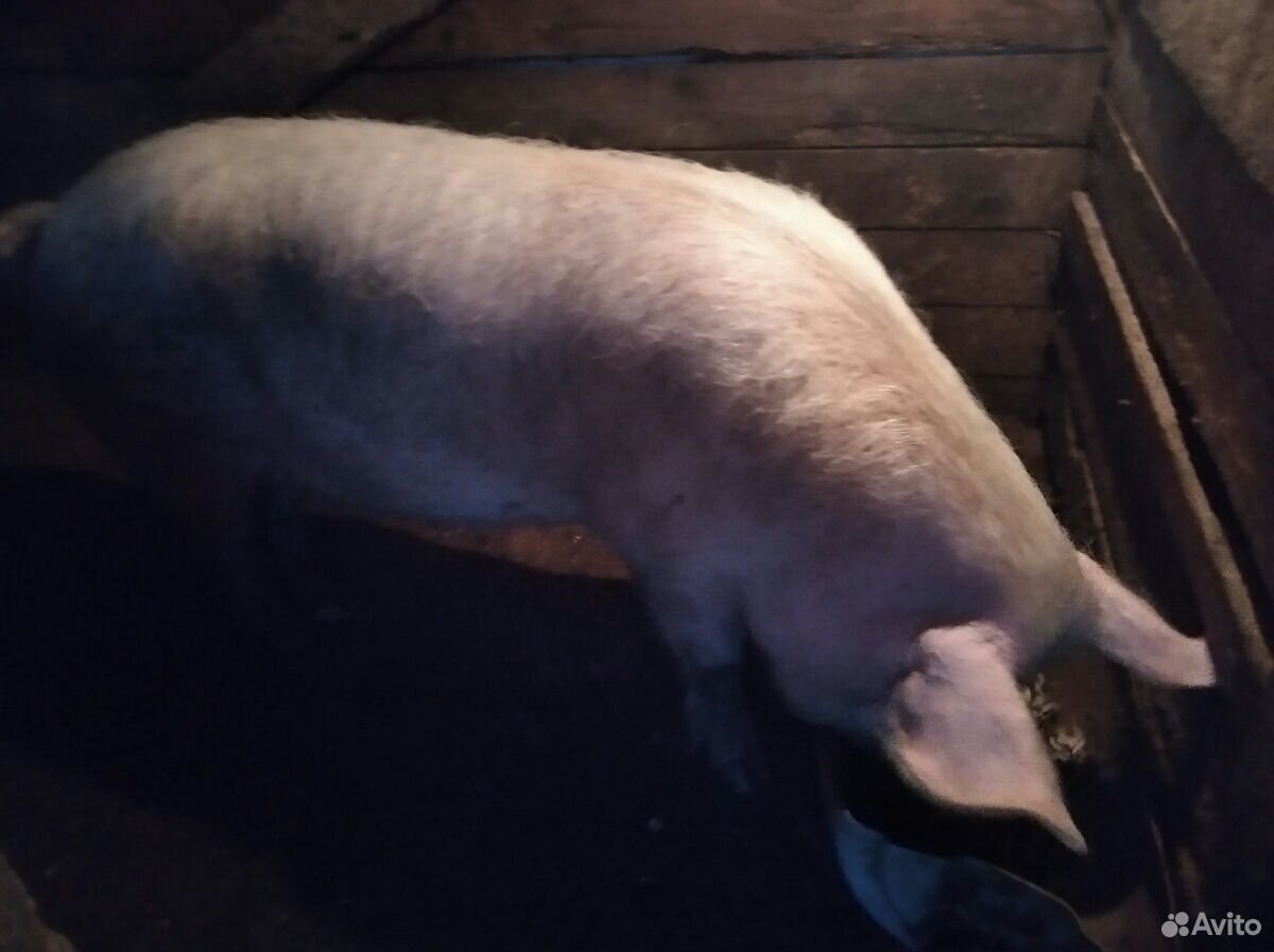 Продам свинью, живым весом около 200 кг. все вопро купить на Зозу.ру - фотография № 2