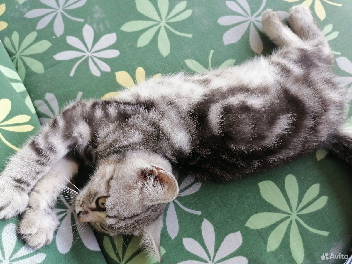Котики от Шотландской кошки, 3 месяца, к лотку при купить на Зозу.ру - фотография № 1