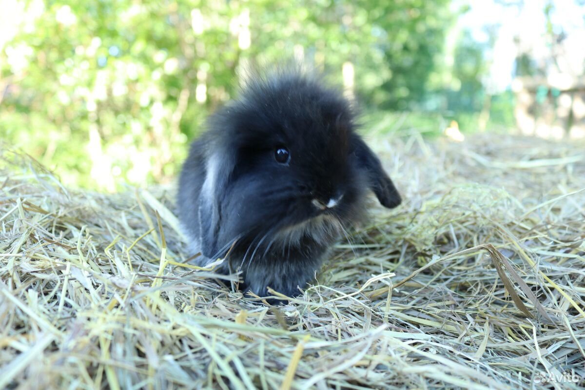 Вислоухий декоративный карликовый крольчонок купить на Зозу.ру - фотография № 7