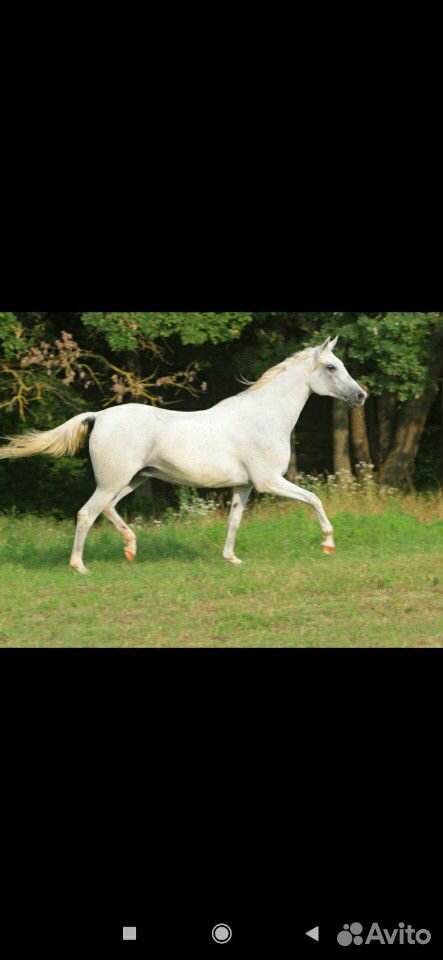 Чистокровная арабская лошадь. с красным паспортом купить на Зозу.ру - фотография № 3