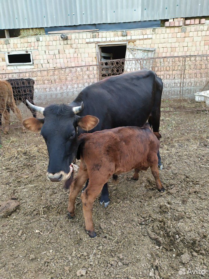 Продажа Телят В Дагестане На Авито