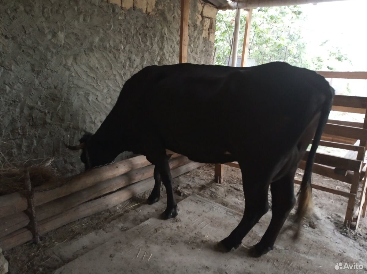 Корова с теленками купить на Зозу.ру - фотография № 2
