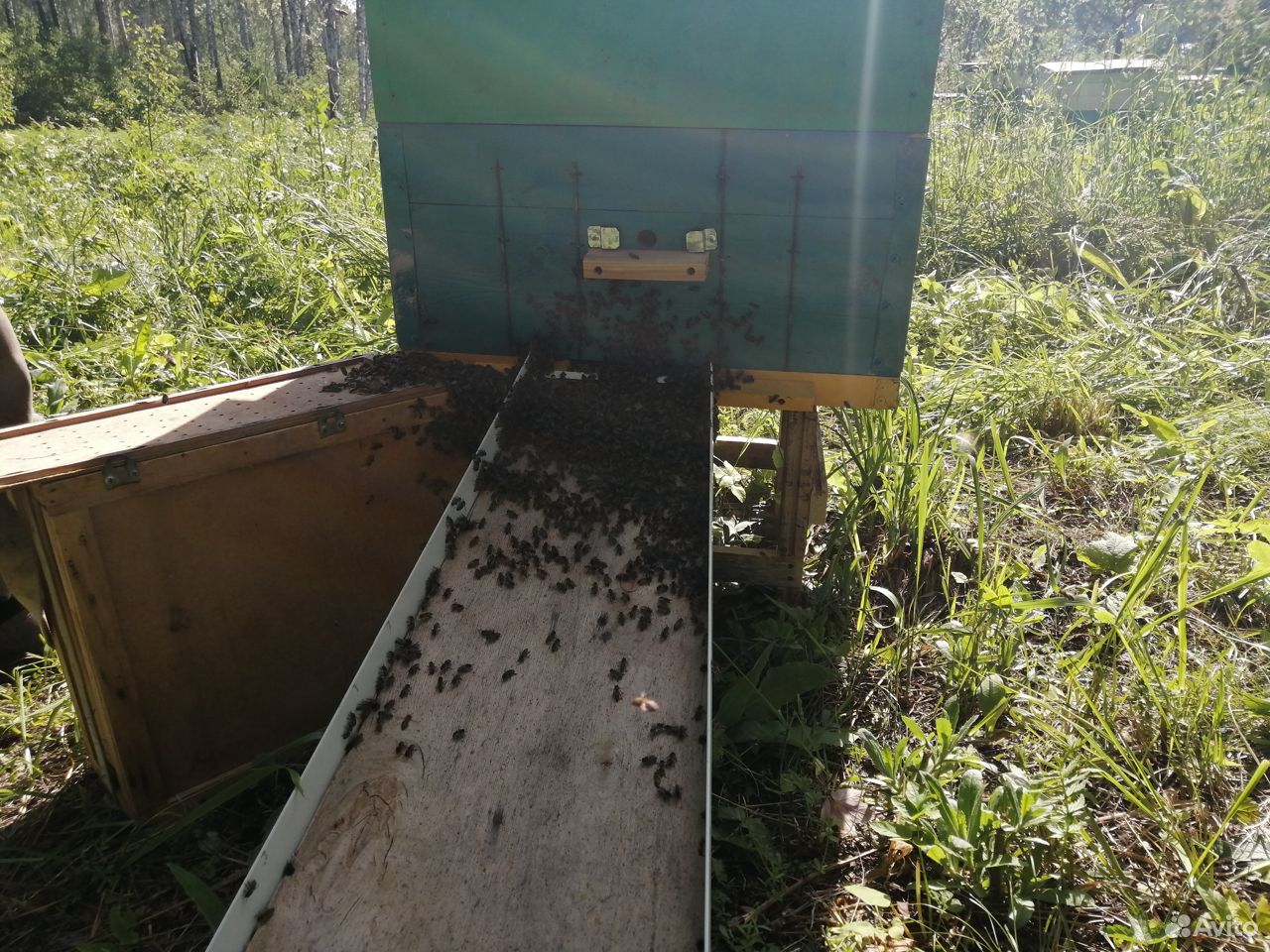 Карпатские чистопородные пчелосемьи купить на Зозу.ру - фотография № 3