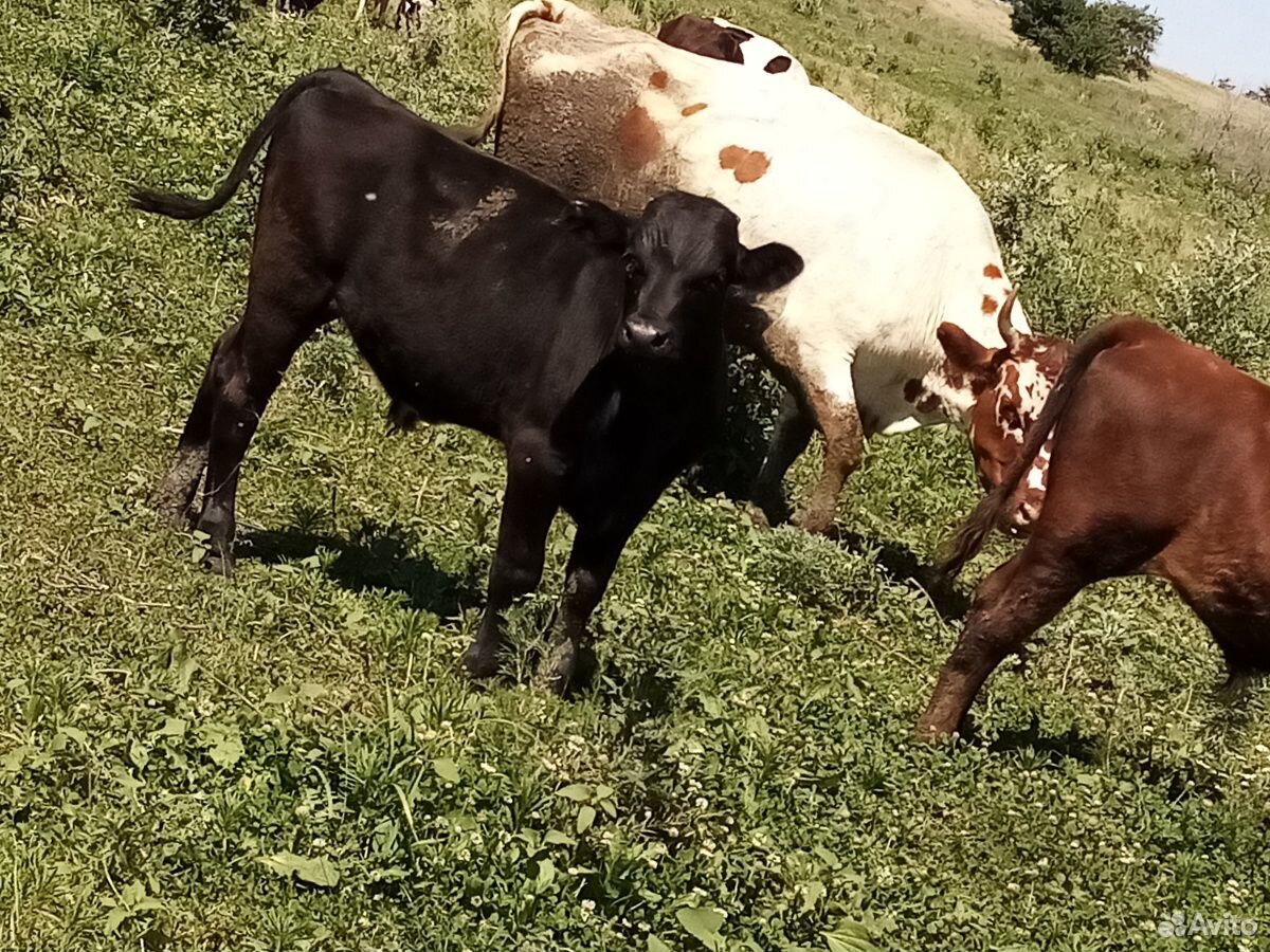 Коровы подсосные с телятами купить на Зозу.ру - фотография № 7