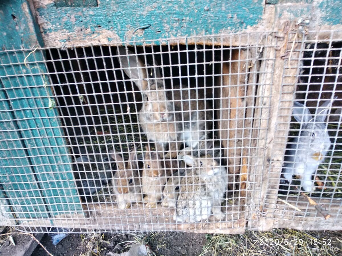 Кролики 1 месячные купить на Зозу.ру - фотография № 2